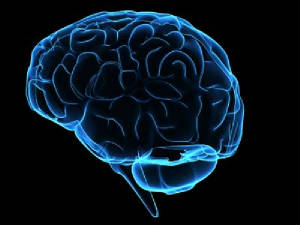 brain-1.jpg.w300h225.jpg